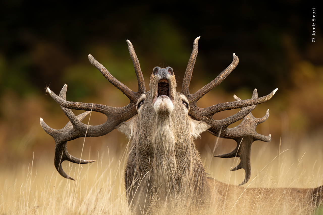 A majestic stag with large, branching antlers stands in a field of tall, dry grass, its mouth open as if calling out. The background is softly blurred with dark green and brown tones, evoking a forested setting. The image highlights the stag's powerful presence and natural beauty. © Jamie Smart, Wildlife Photographer of the Year.
