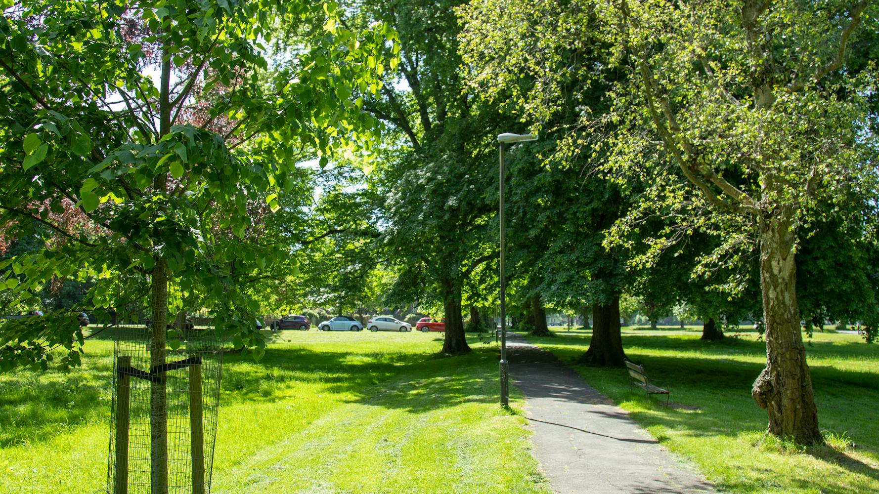 Trees in Bristol